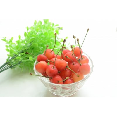 【2025年発送】フルーツ王国　信州中野産　さくらんぼ　佐藤錦　約800g(約100g×8パック)