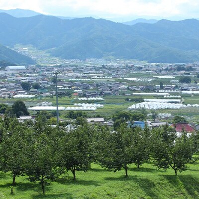 【家庭用】【2025年発送】 長野県産 りんご シナノゴールド 約2kg(3～5玉程度)