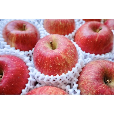 【2025年発送】長野県 北信州のりんご 約2kg(3～7玉) おまかせ1品種 贈答におすすめ