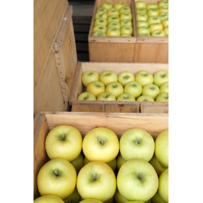 【2026年発送】甘みが強い　長野県産 りんご　ぐんま名月　約1.5kg(3～5玉程度)