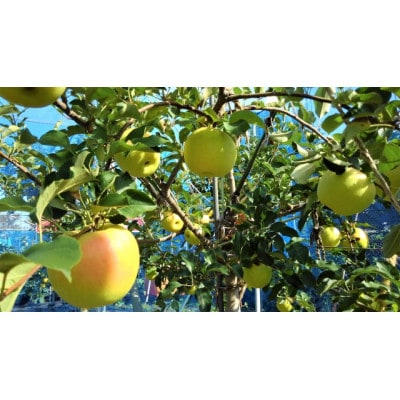 【2026年発送】【家庭用】甘みが強い　長野県産 りんご　ぐんま名月　約2kg(3～6玉程度)