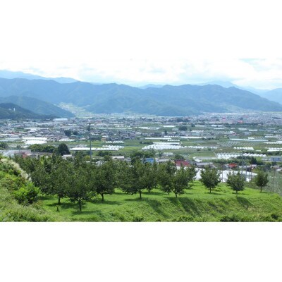 りんごの王様　長野県産 りんご　サンふじ　約2kg(3～6玉程度)
