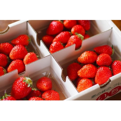 【2026年発送予定】長野県産 いちご ほしうらら 6パック【約1.2kg】