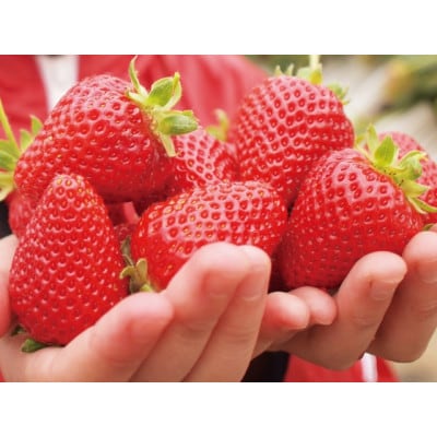 【2026年発送予定】長野県産 いちご 紅ほっぺ 1パック【約200g】