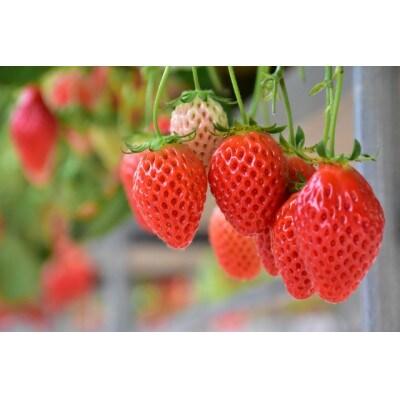 【2026年発送予定】長野県産  いちご 紅ほっぺ 6パック【約1.2kg】