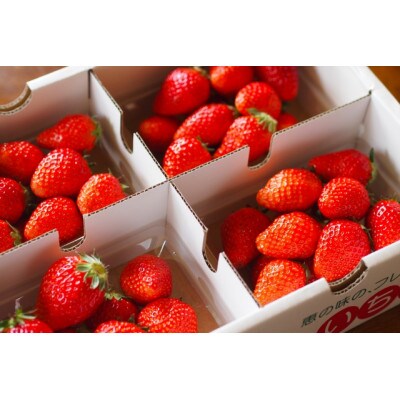 【2026年発送予定】長野県中野市産 希少 黒いちご 真紅の美鈴 6パック【約1.2kg】