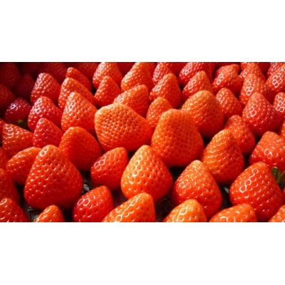 【2026年発送】長野県産　紅白いちごのたべくらべセット　各4パック【1.6kg】