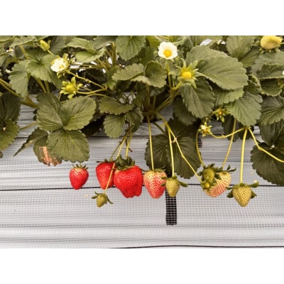 【2026年発送】長野県産　紅白いちごのたべくらべセット　各4パック【1.6kg】