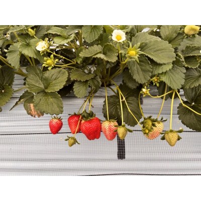 【2026年発送】長野県産　紅白いちごのたべくらべセット　各2パック【800g】