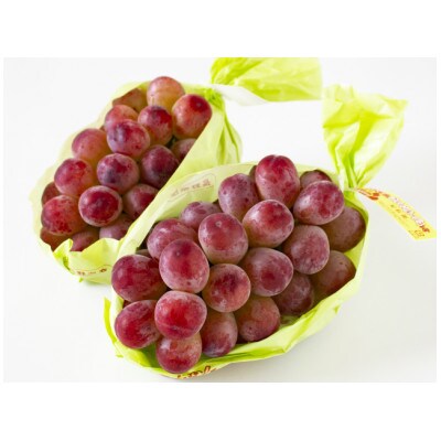 【発送月固定定期便】長野の果物 ナガノパープル+クイーンルージュ全2回