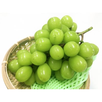 【発送月固定定期便】長野の果物 種なし巨峰+シャインマスカット全2回