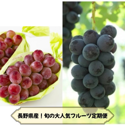 【発送月固定定期便】長野の果物 種なし巨峰+クイーンルージュ全2回