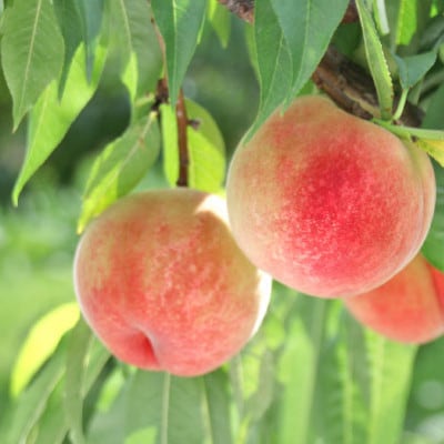 【先行受付】白桃　約2kg　長野県中野市産