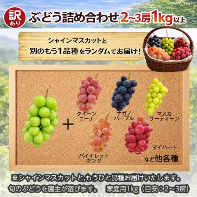 長野県中野市産のぶどう　2種食べ比べセット　計1kg(2～3房)
