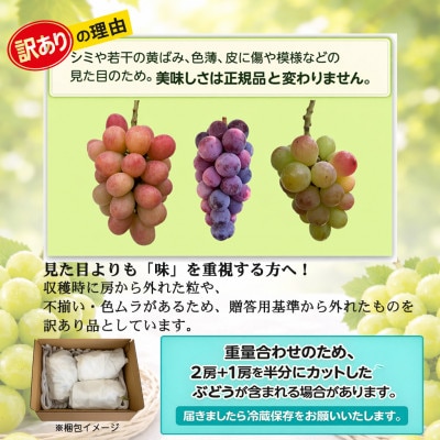 長野県中野市産のぶどう　2種食べ比べセット　計1kg(2～3房)