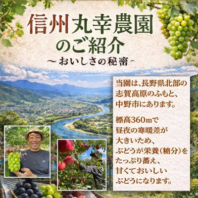長野県中野市産のぶどう　2種食べ比べセット　計1kg(2～3房)