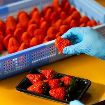 長野県産いちご 計560g