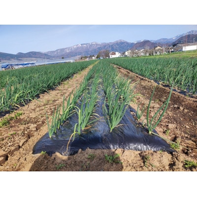 低農薬で作られた甘い玉ねぎ　10kg