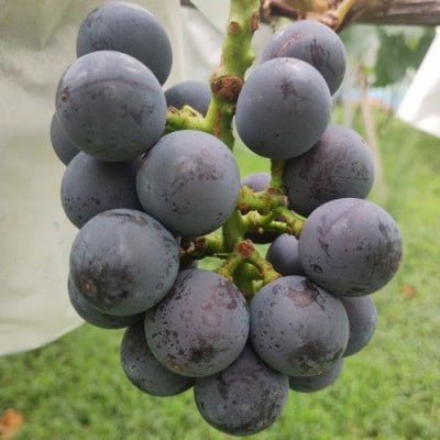 ご家庭用　甘さと酸味のバランスがちょうどいい　巨峰　1kg(2～3房)