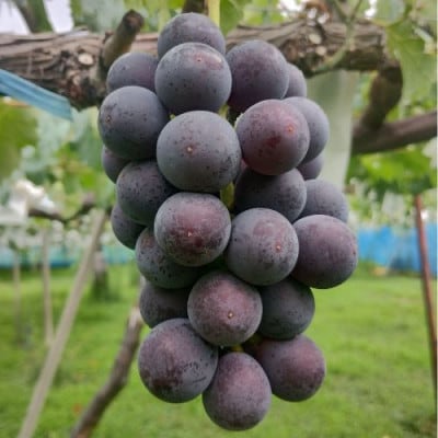 甘さと酸味のバランスがちょうどいい　巨峰　秀品　1kg