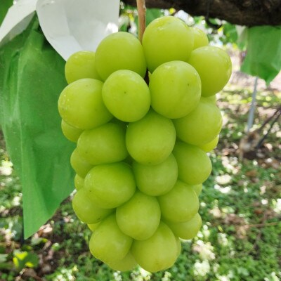 爽やかな甘みと香りシャインマスカット　秀品　計1kg