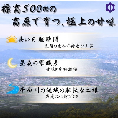 【2026年先行予約開始!】贈答用 厳選シャインマスカット 1房(700g以上)