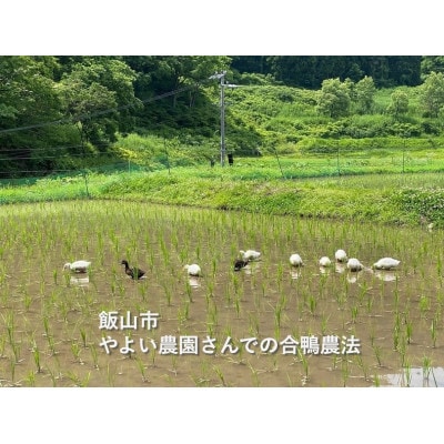 酔田鴨　純米吟醸　720ml×1本