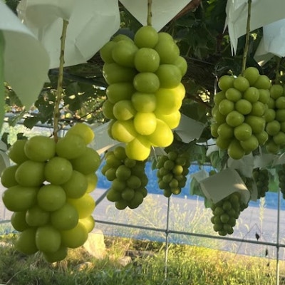 2026年発送　シャインマスカット2房1.2kg以上