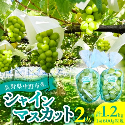 2026年発送　シャインマスカット2房1.2kg以上
