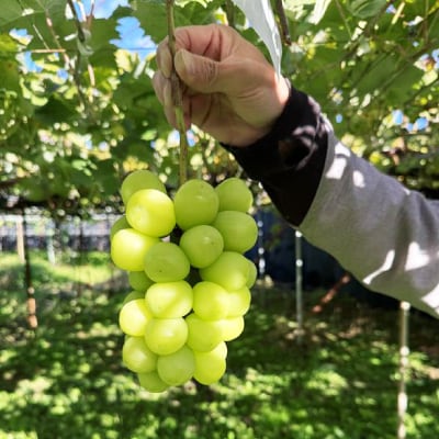 2026年発送　シャインマスカット2房1.2kg以上