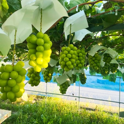 2026年発送　シャインマスカット2房1.2kg以上