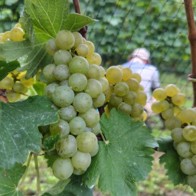 Bozza di Sauvigunon(ソーヴィニヨン・ブラン:白ワイン)750ml×1本