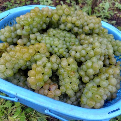 Bozza di Sauvigunon(ソーヴィニヨン・ブラン:白ワイン)750ml×1本