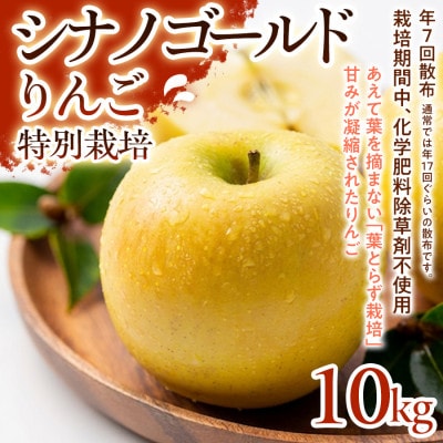 【シャキシャキ食感と爽やかな甘み】シナノゴールド 10kg 1セット