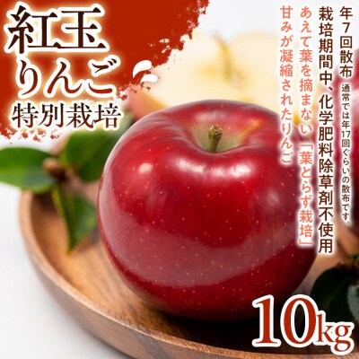 【しっかりした酸味】紅玉(こうぎょく) 10kg 1セット