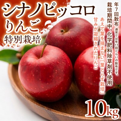 【食べきりやすい小玉サイズ】シナノピッコロ 10kg 1セット