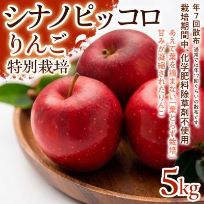 【食べきりやすい小玉サイズ】シナノピッコロ 5kg 1セット