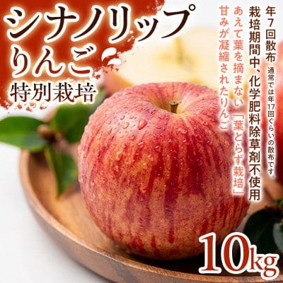 【爽やかな甘酸っぱさ】シナノリップ 10kg 1セット