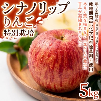 【爽やかな甘酸っぱさ】シナノリップ 5kg 1セット