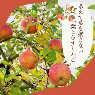 【爽やかな甘酸っぱさ】シナノリップ 5kg 1セット