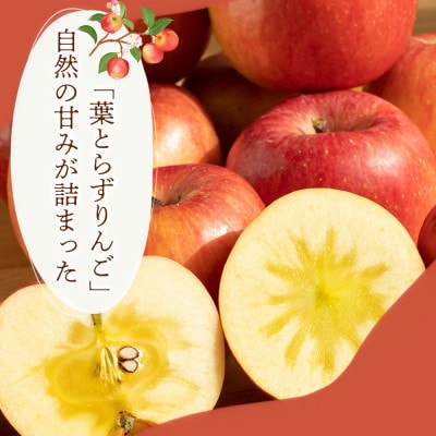 【爽やかな甘酸っぱさ】シナノリップ 5kg 1セット