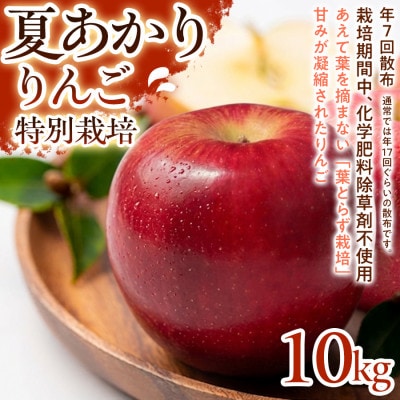 【さっぱりとした甘さと爽やかな味わい】夏あかり 10kg 1セット