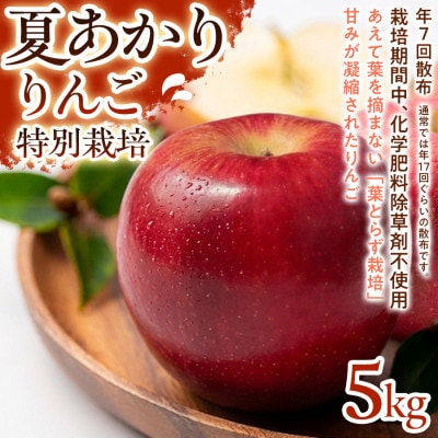 【さっぱりとした甘さと爽やかな味わい】夏あかり 5kg 1セット