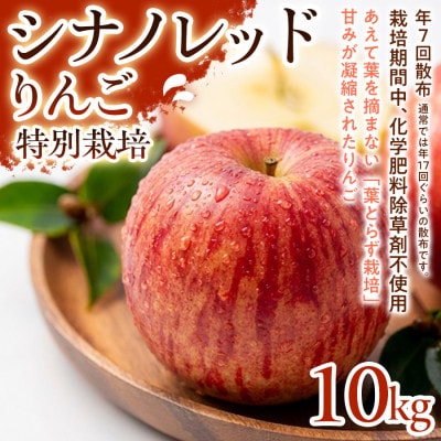 【軽やかな甘さと食べやすさ】シナノレッド 10kg 1セット