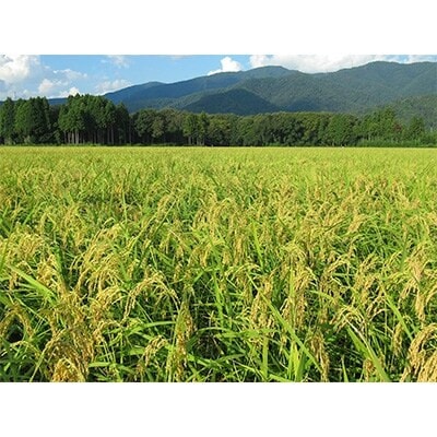 滋賀県産 JAS有機オーガニック コシヒカリ 玄米10kg 令和7年産