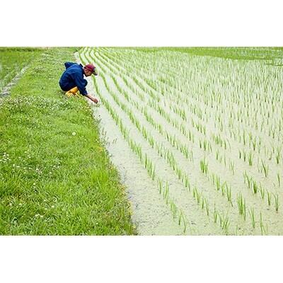 【新米:令和3年産】農薬も肥料もサヨナラ米! お米が甘い!”ミルキークイーン”5K白米