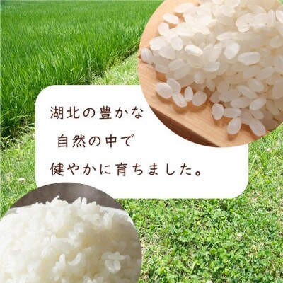 令和4年産 滋賀県湖北産 湖北のコシヒカリ 白米 4.5kg 【食味最高ランク特A 3年連続受賞】