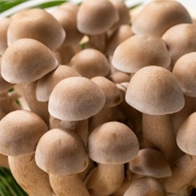 具がたっぷりの手作り特製はたけしめじカレーとビーフカレー 地元産お米のセット お礼品詳細 ふるさと納税なら さとふる