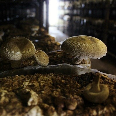 菌床で栽培した京丹波町産きのこバラエティセット