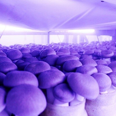 きのこ特集 ふるさと納税サイト さとふる